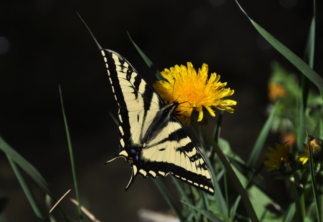 western tiger swallowtail butterfly